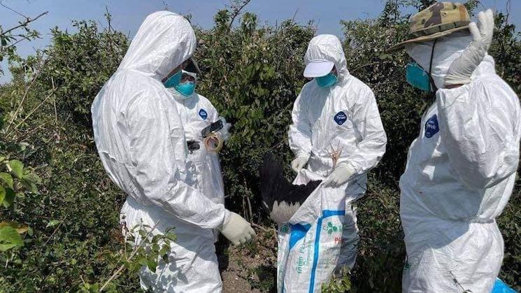 h5n1