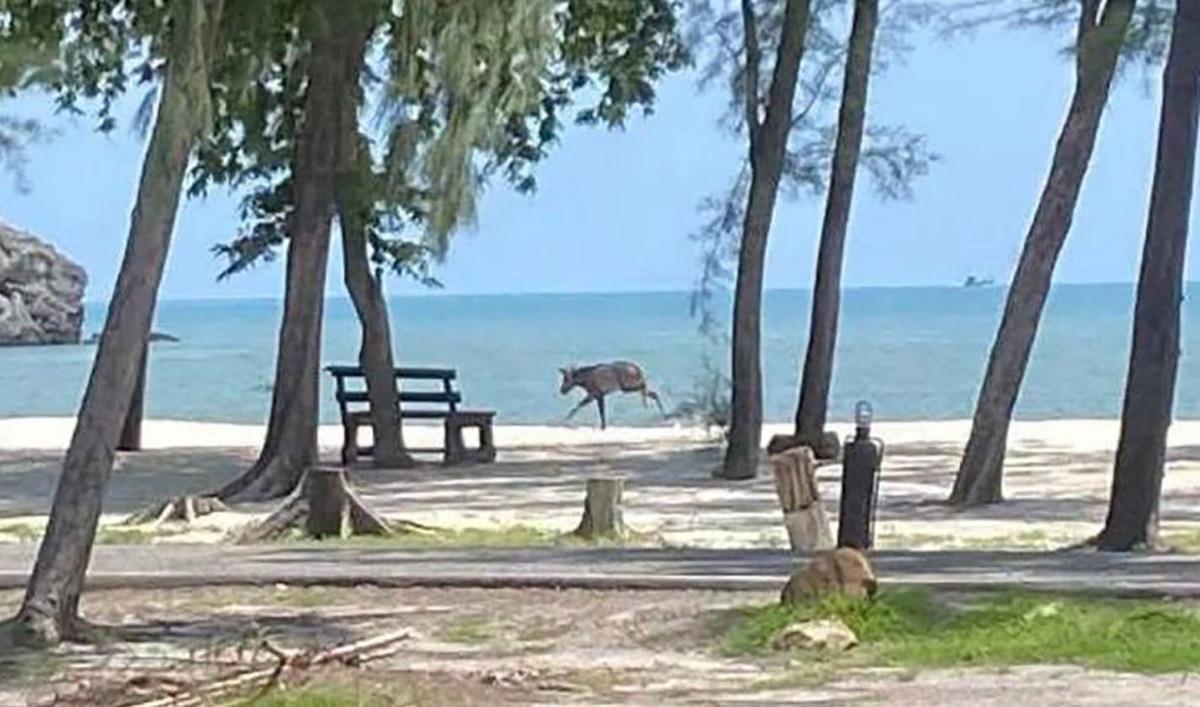 Serow sur plage Thaïlande 
