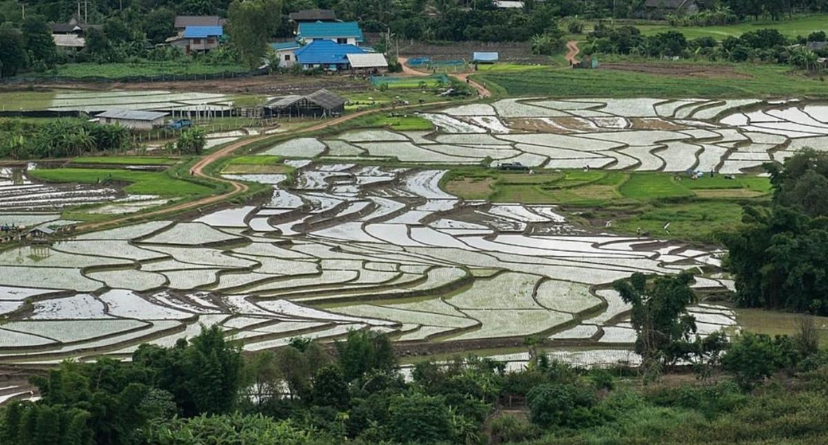 Rizières Thaïlande 