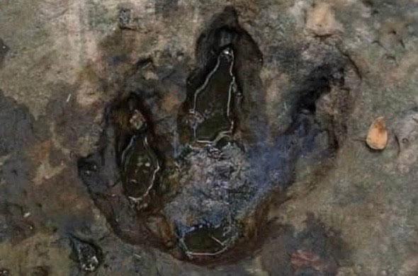 Trace dinosaure Thaïlande 