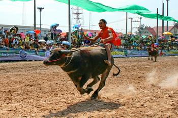 Course-buffle-Thailande