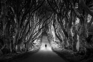 Dark hedges