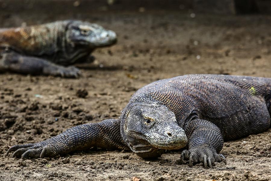 Komodo Dragon (c) Giancarlo Brosolo