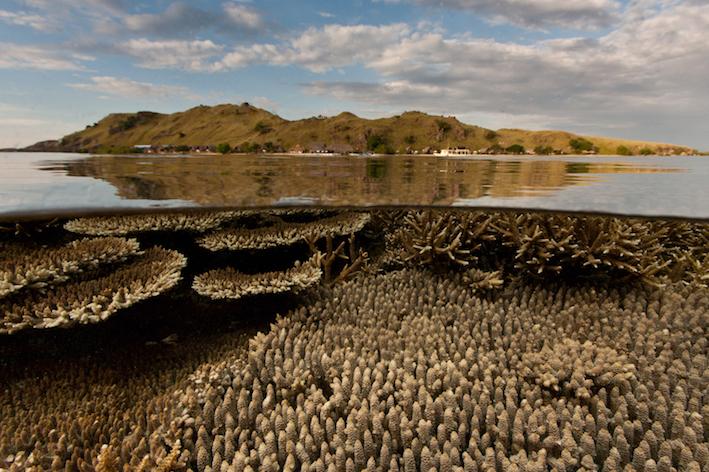 Komodo National Park (c) Giancarlo Brosolo