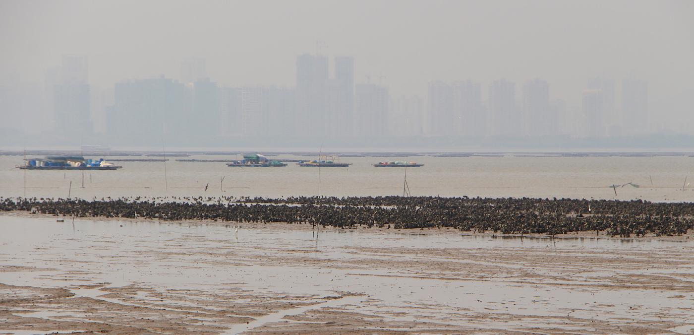 Parc huitres Hong Kong ostréiculture 