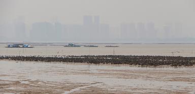 Parc huitres Hong Kong ostréiculture 