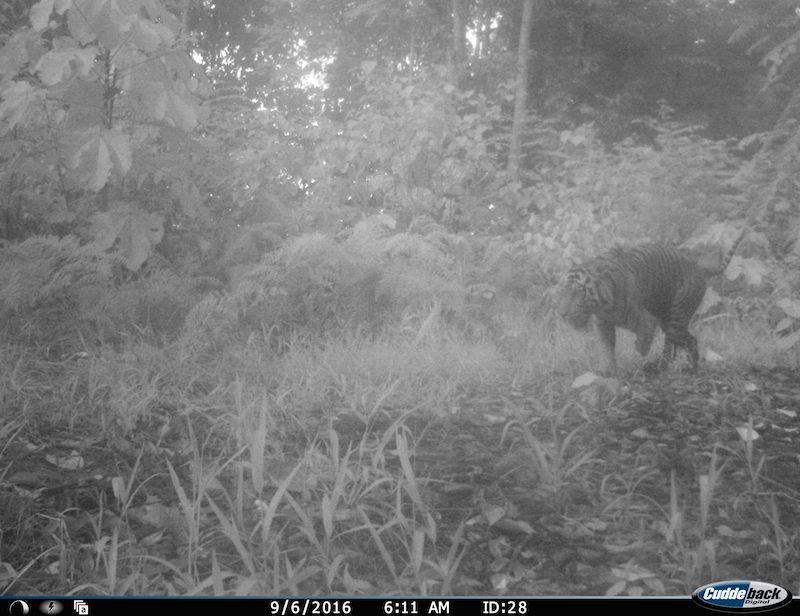 Tigre à 3 pattes blessé par un collet de braconnier