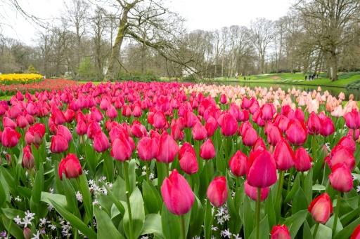 un jardin magnifique de tulipes 