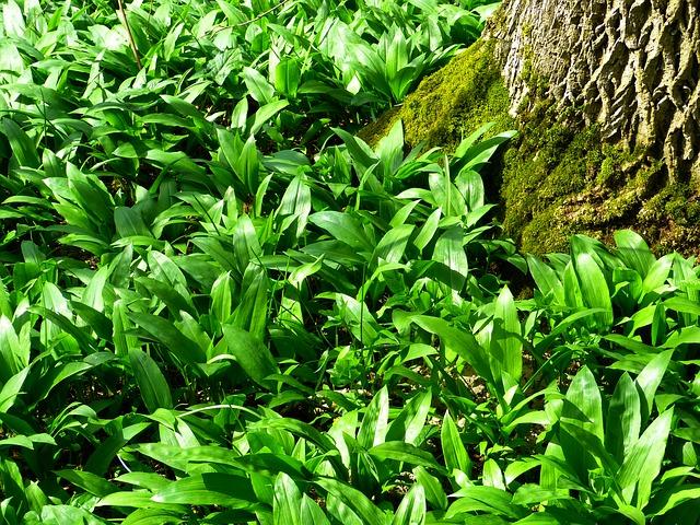 leurda roumanie plantes médicinales