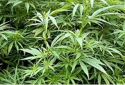 drogues, toxicomanie,associations de consommateurs de cannabis,Barcelone, lepetitjournal.com, Espagne