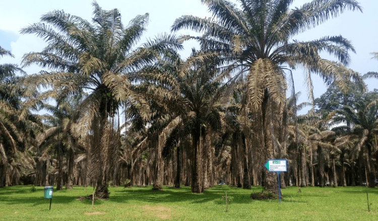 Le Jardin Botanique de Bingerville