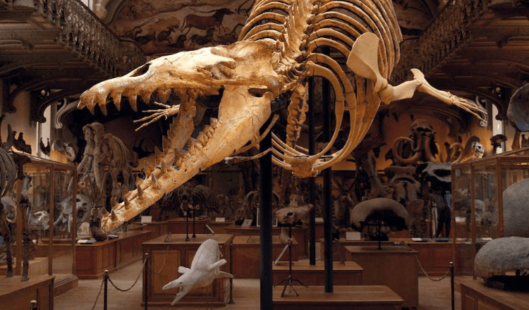 Muséum national d'Histoire Naturelle