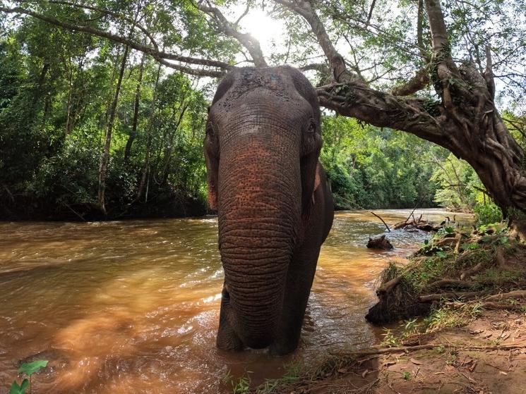 Sophie, mondulkiri project