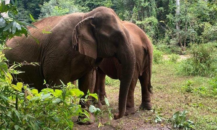 éléphants cambodge