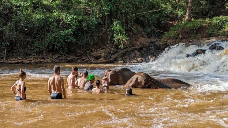 Baignade avec les éléphants 