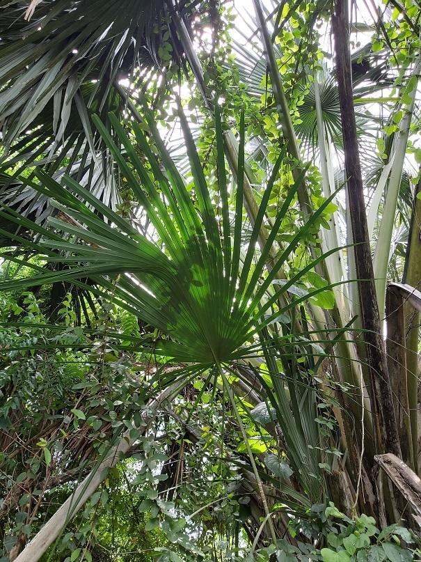 feuilles de latanier