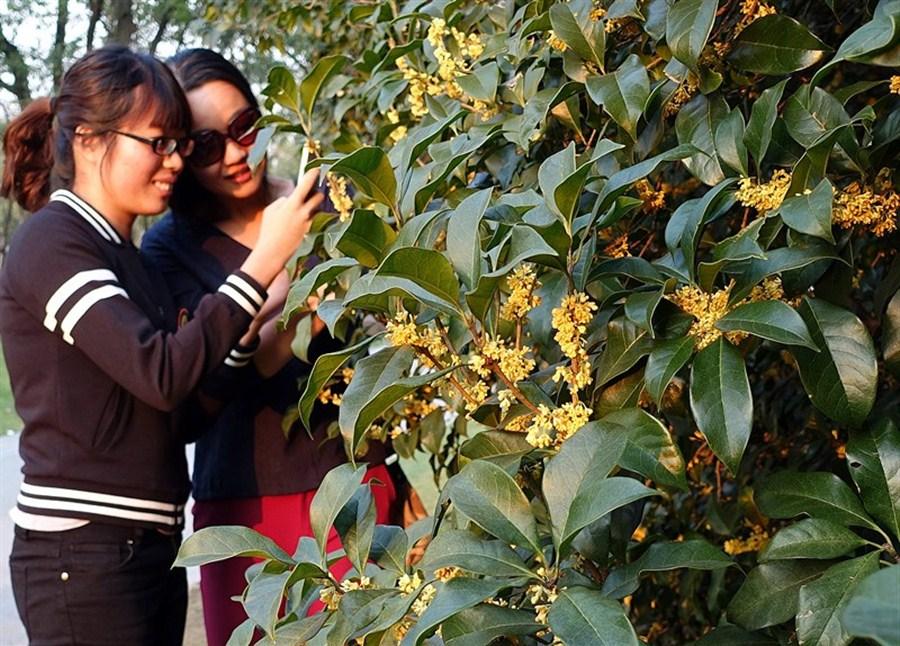 Saison des osmanthus