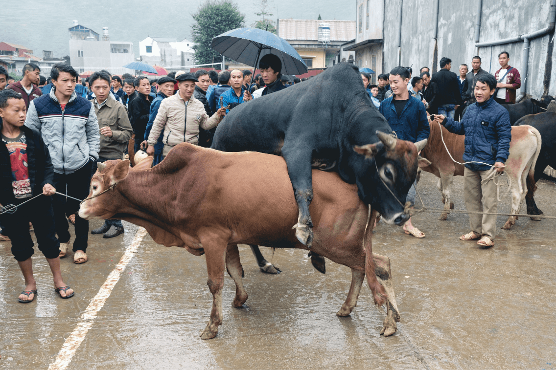 vietnam marché meo vac 