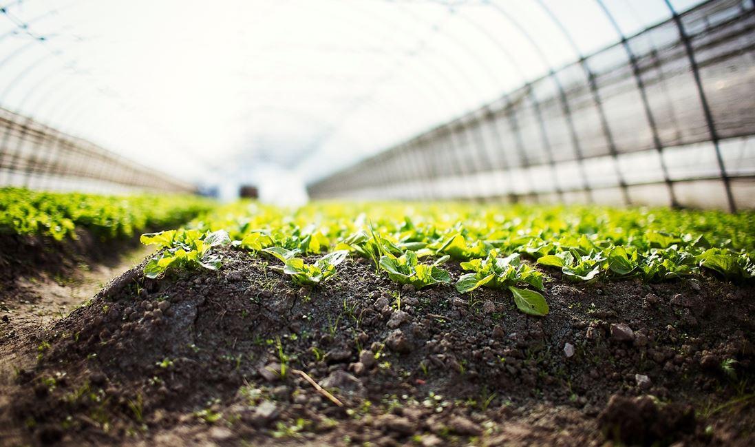 manger-bio-acheter-chine-shanghai-fields