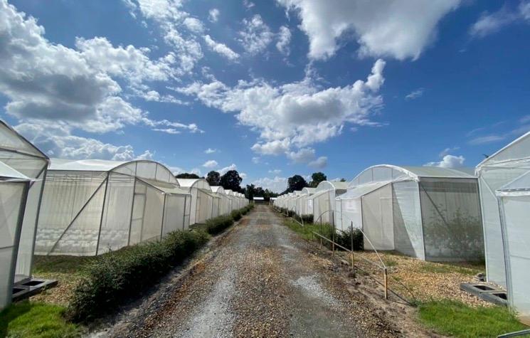 serres pour les cultures de fruits et légumes