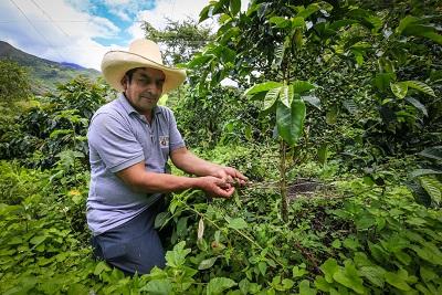 café pérou rutas del inca bio équitable