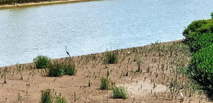 Hong Kong wetland park oiseaux