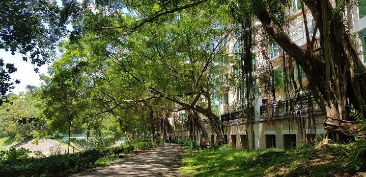 Lam tsuen banyan Hong Kong 