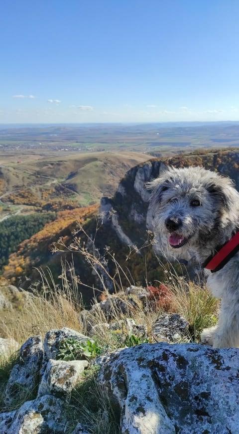 chien a la montagne