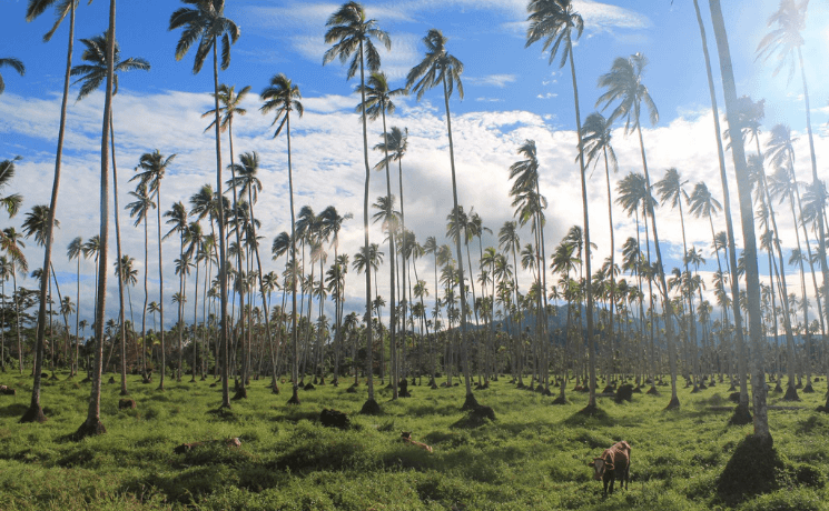 forêt tropicale