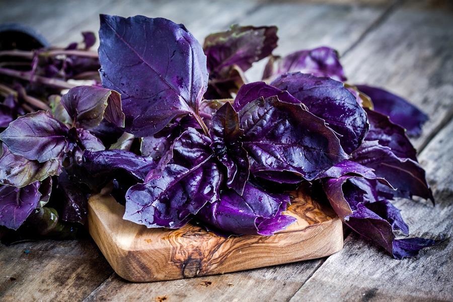 10 variétés de basilic pour ne jamais se lasser