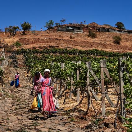 Nashik vignes