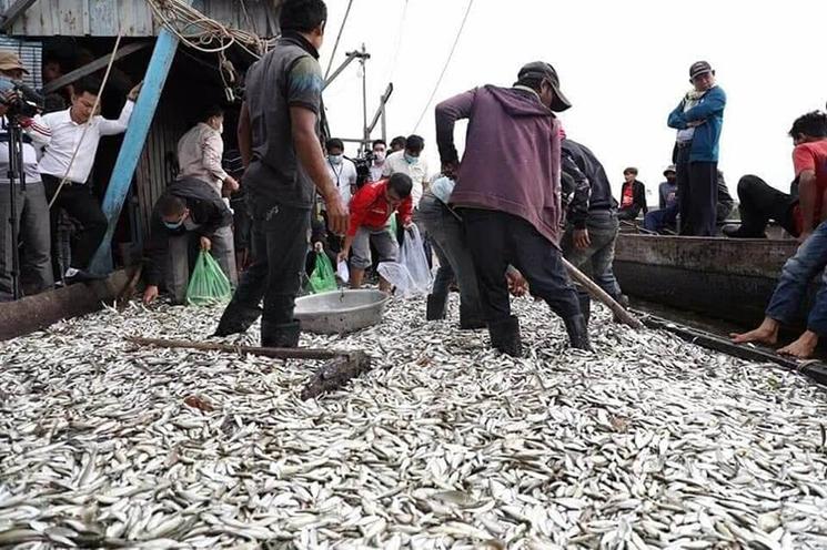 Pêche Prahok Cambodge