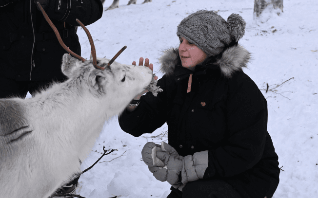 les fermes de rennes en Laponie, un moment unique 