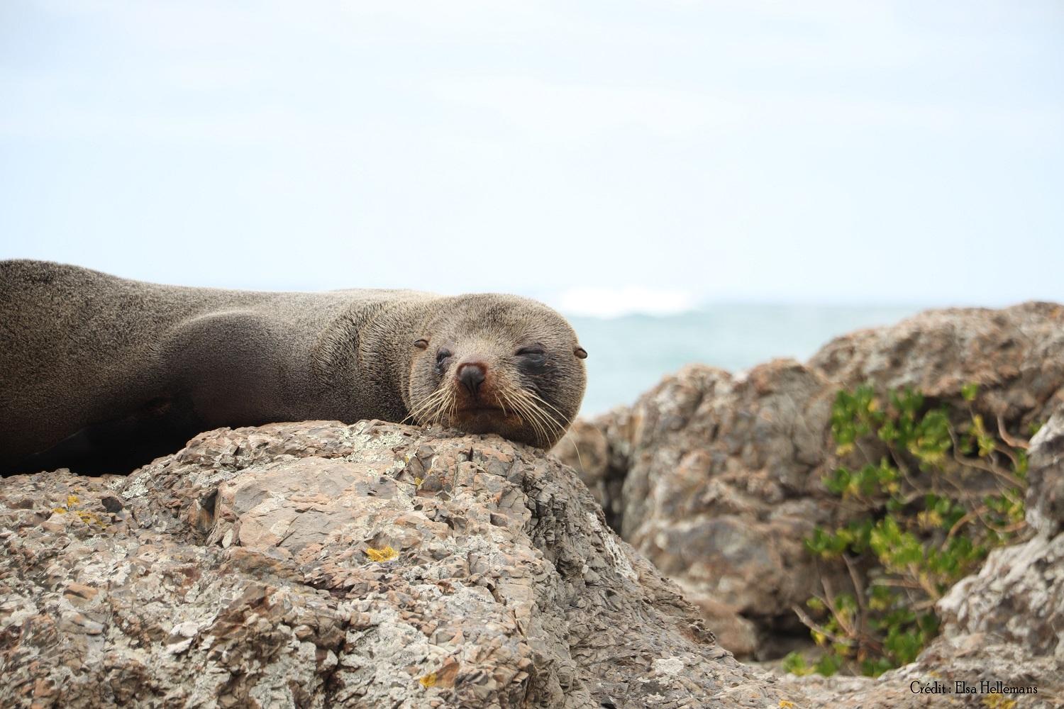 n Nouvelle-Zélande, pendant la période de reproduction de mi-novembre à mi-janvier, les colonies de loutres peuvent être observées sur les littoraux rocheux, allant de la Péninsule du Coromandel à la pointe sud du pays.