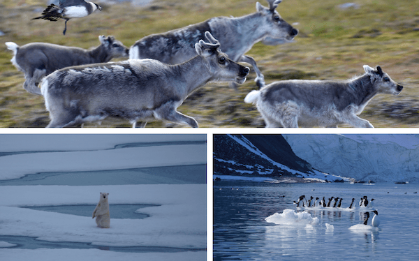 les animaux au Svalbard 