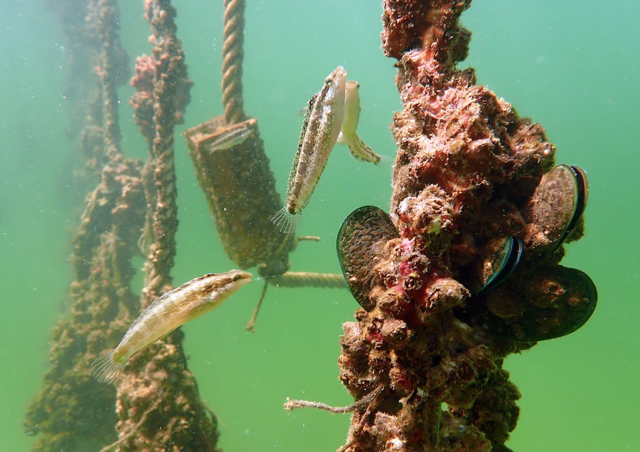 marine conservation cambodia