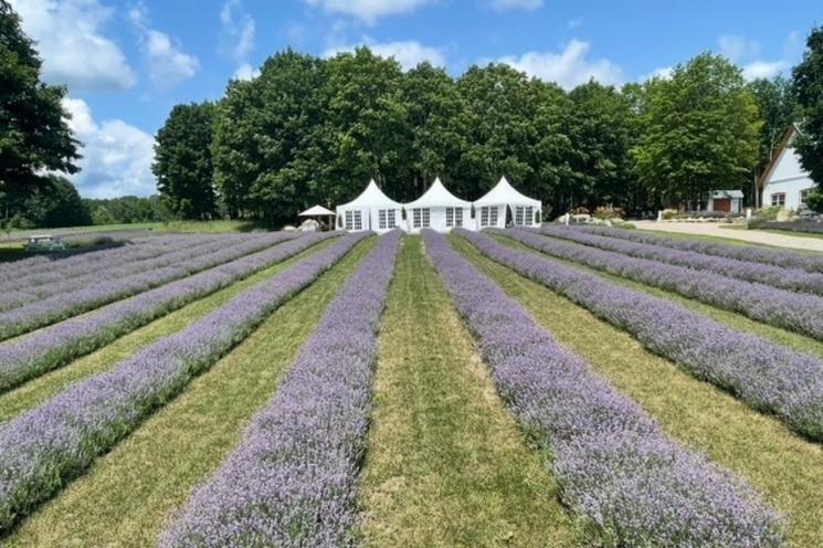 Champ de lavande du domaine Arômes et Saveurs