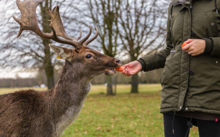 Phoenix Park