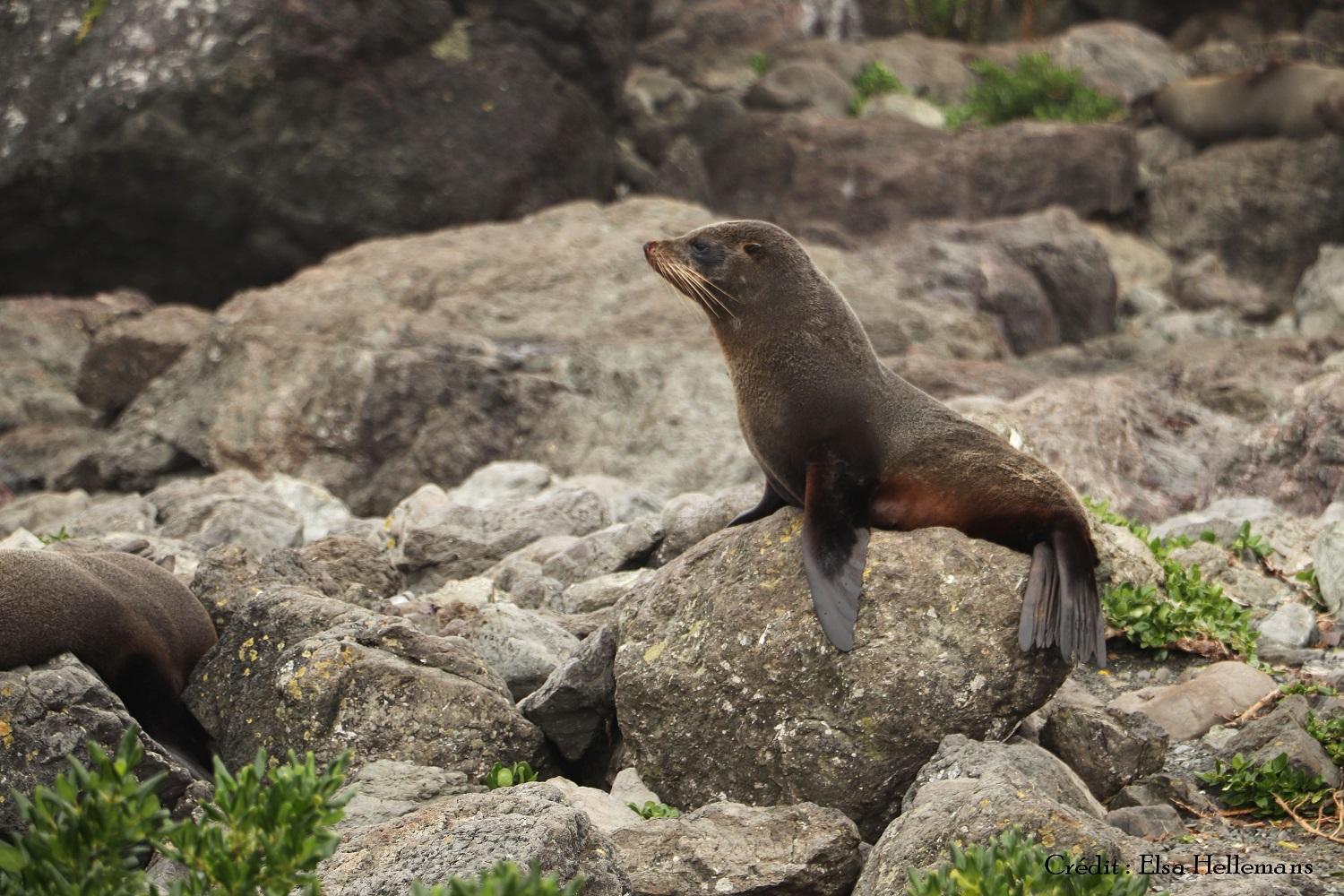 Les Kekeno ont le nez plus pointu et sont plus petits que les otaries, présentes aussi en Nouvelle-Zélande.