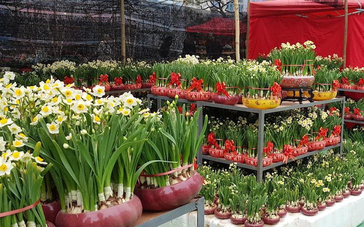 narcisses marché des fleurs Hong Kong