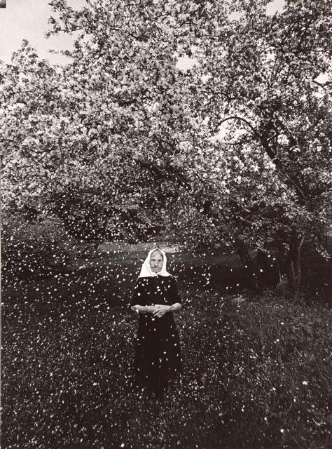 Blooming, No.12, Gelatin silver print, 39.2x24.9cm, 1975 © Romualdas Rakauskas