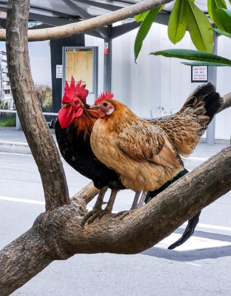 le coq sauvage à singapour, une institution 