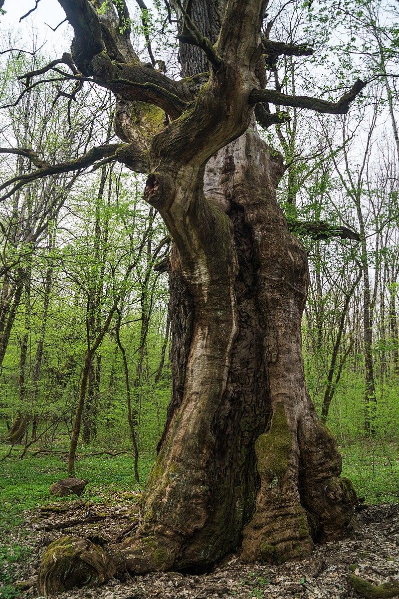 forêt-mociar-roumanie