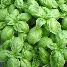 basilic genovese