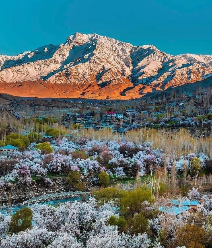 Apricot Blossom Festival