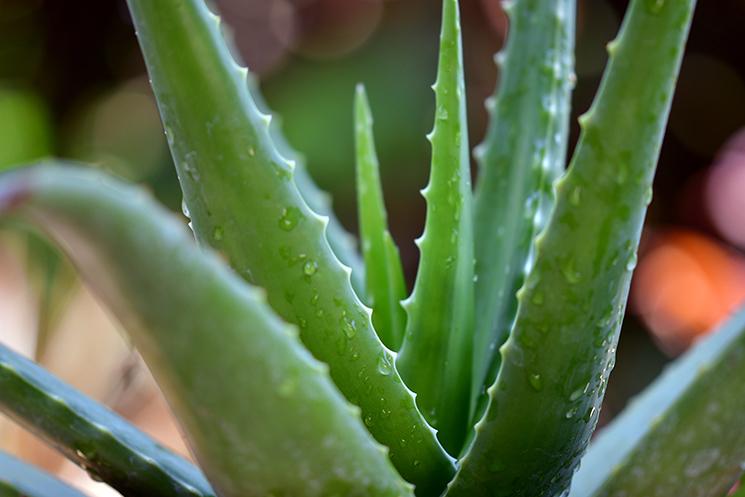 Plante médicinales en Nouvelle-Calédonie : l'aloés 