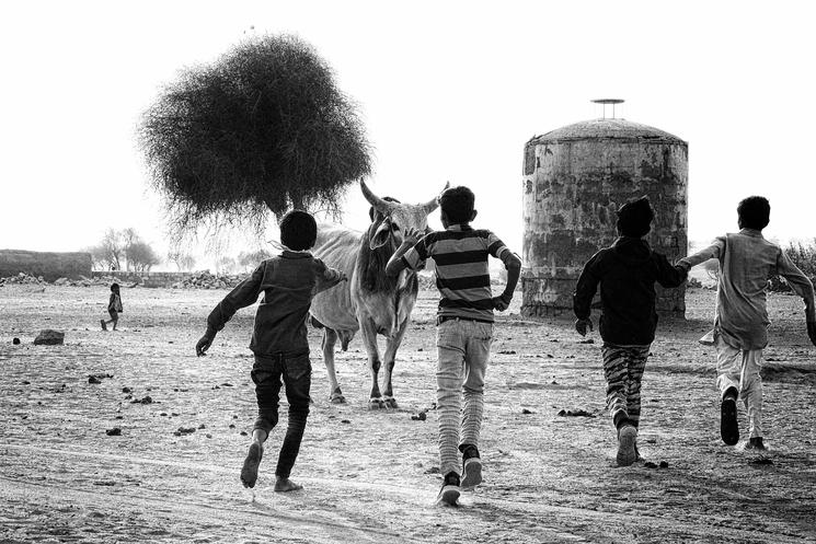 au rajasthan  affrontement avec le taureau