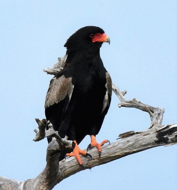 oiseaux, afrique du sud, ornithologie, tourisme, birder