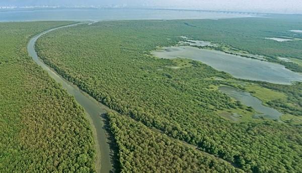 Mumbai Thane mangrove airoli