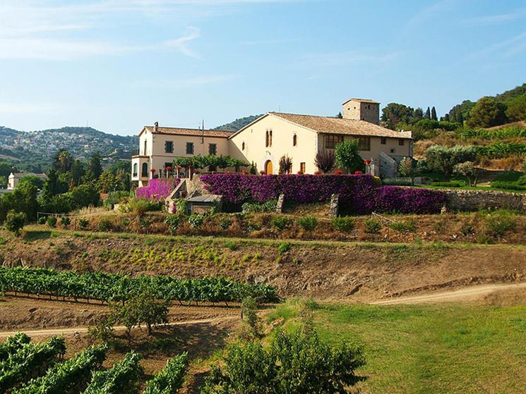 Photo d'un domaine viticole à Alella 